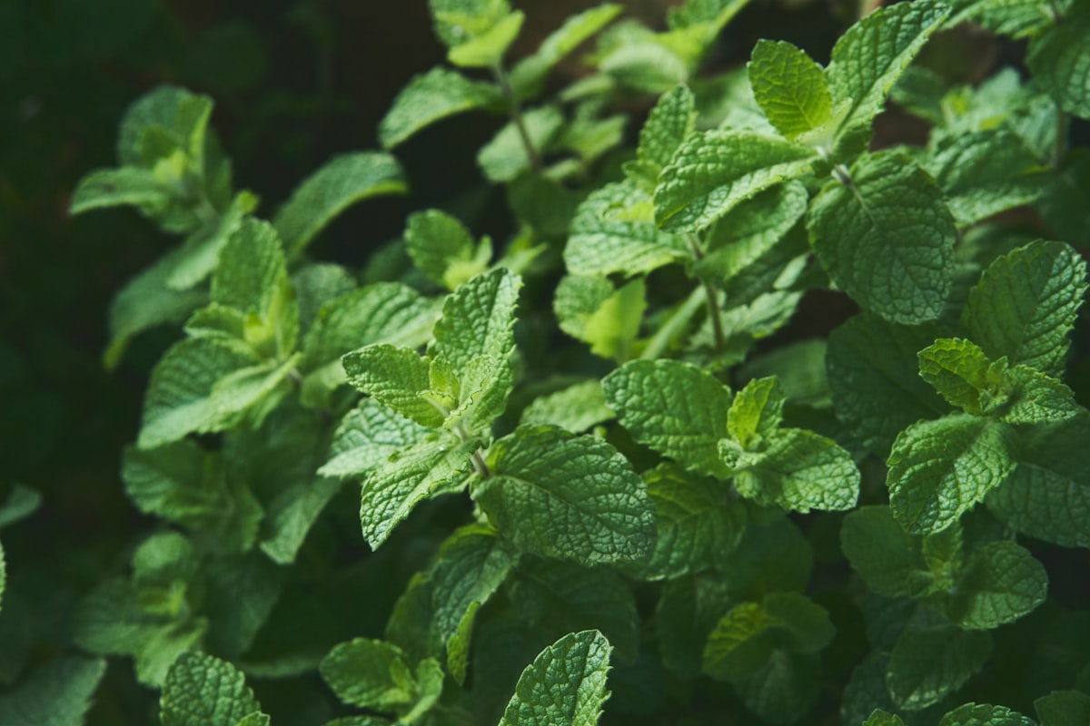 Té de hierbabuena