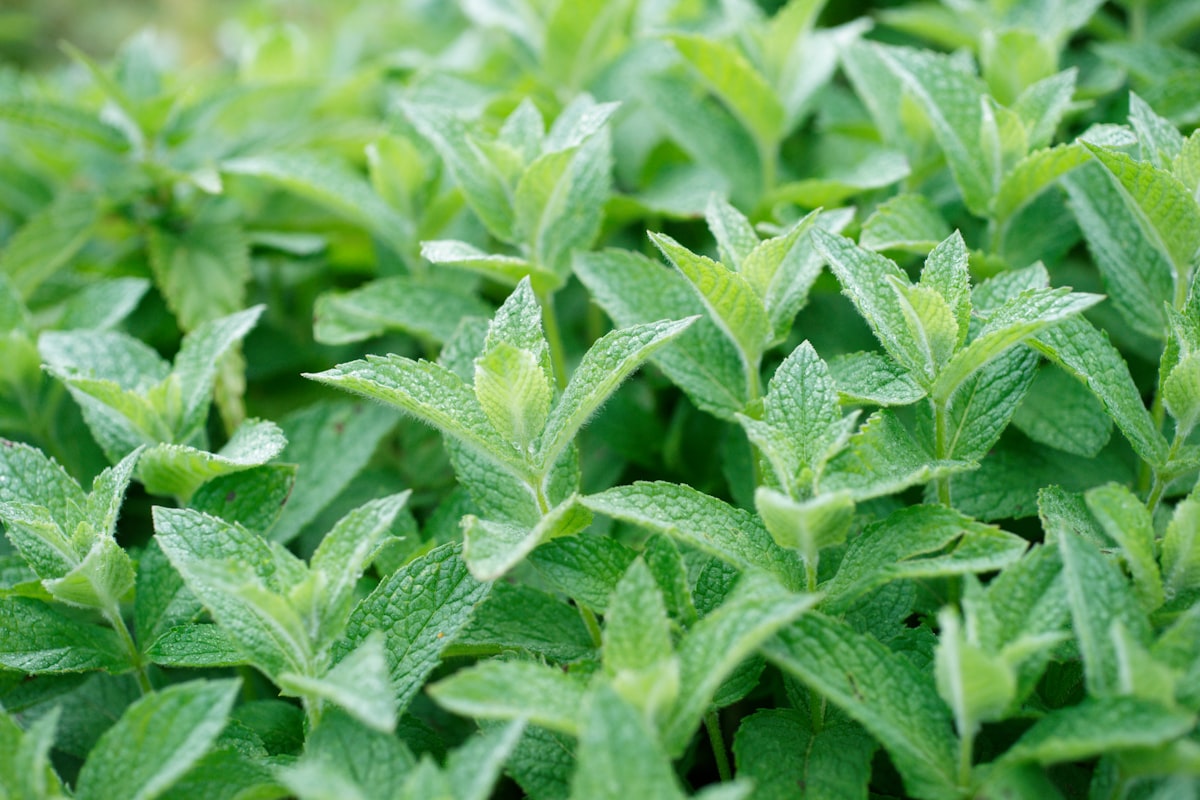 Preparación tradicional de té medicinal